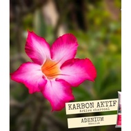 1kg Special Adenium Planting Soil. home delivery .provide nutrients for adenium flowers desert rose