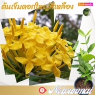 ต้นเข็มดอกใหญ่ ดอกสีเหลือง กระถาง 6 นิ้ว(ขั้นต่ำ 2 ต้น)(ส่งพร้อมกระถาง)