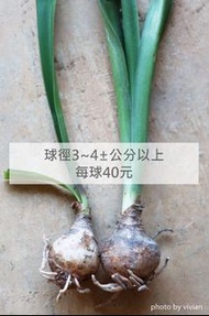 促銷優惠中《孤挺花球》樂透孤球40元/株(編號:D00)