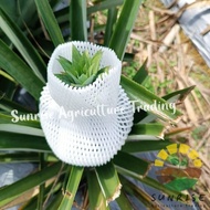 100pcs Pineapple fruit cover - 16cm / Pineapple Cap / Sarung Nenas / Sarung Nanas/ Penutup jaring bu