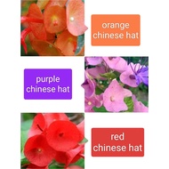 KKB Chinese Hat Plant, Holmskioidia tettensispurple chinese hat, red chinese hat, red chinese hat.