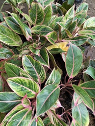 Pink siam Aglaonema