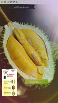 Anak Pokok Durian Chanee (D123) 2.5 Feet ++  [WEST MALAYSIA ONLY]