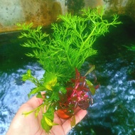 tanaman aquascape tonina pluvitalis hiasan akuarium low c02