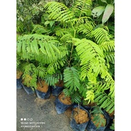 pokok petai hybrid (pokok besar)