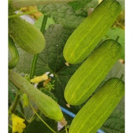 10pcs Mini King Cucumber seeds vegetable seeds
