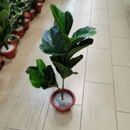 READY STOCK Fiddle Fig Artificial Plant 80 cm 90 cm Tree Pokok Hiasan PREMIUM Fiddle Fig Leaf Pot In