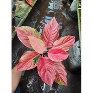 Aglaonema Red Stiptis Mutasi ( Tanaman Hias Bunga Aglaonema Red