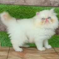 kucing persia peaknose beti