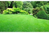 BLUE GRASS LAWN SEEDS SACRED GARDEN
