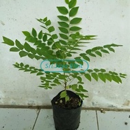 Bibit pohon salam koja / temuru / daun kari - 20cm