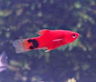 【成崧水族，10送1】紅米奇魚 紅米奇魚 球魚 米奇魚