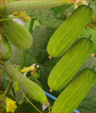 Benih Timun Mini King / Mini King Cucumber Seeds / 小黄瓜种子(10 biji)
