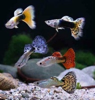 Premium Guppy Fish x4 (2 Male + 2 Female) / Live Ornamental Fish / Aquarium /Aquascape / Healthy