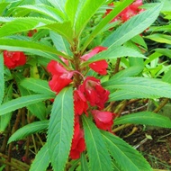 Balsam Seed / Biji Benih Pokok Bunga Keembong / 凤仙花