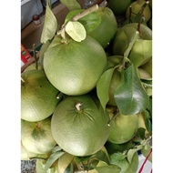Anak pokok limau bali hybrid🌱🔥Promotions🔥