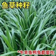 Ryegrass Seed Seed Seed Four Seasons Multi-Year Grass Seed Cold-Resistant Alfalfa Sultan Grass High 