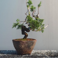 細魚川真柏漂亮小盆栽樹幹有造型和彎曲 迷你松柏盆栽搭配手工盆