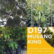 ANAK POKOK MUSANG KING HYBRID 3 FEET +++TALL Buah Buahan Fruits Live Plant [WEST MALAYSIA ONLY]