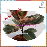 ต้นยางอินเดียด่างชมพู# ไม้ฟอกอากาศ#ไม้ประดับบนโต๊ะทำงาน#ต้นไม้ของขวัญ สินค้ามีจำนวนจำกัด