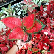 AGLAONEMA RED ANJAMANI / AGLONEMA RED ANJAMANI MURMER