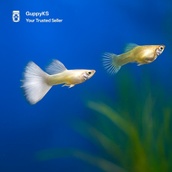 Albino Platinum White Guppy Pair