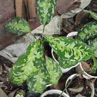 bonggol aglaonema pictum tricolour