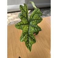 Alocasia Jacklyn/ Alocasia tanduk rusa sulawesi