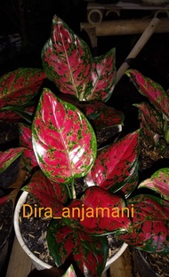 aglonema dut anjamani murah