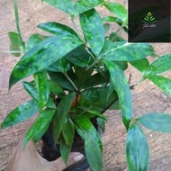 PAKET 4 Tanaman Hias Dracena Milky Dracena Florida Dracena Golden Drasena Hijau / Tanaman Hidup Drac