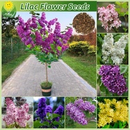 เม็ดพันธุ์ ไลแลค ดอกไม้หอม บอนสี บรรจุ 50 เมล็ด สีผสม Lilac Plant Seeds Lilac Tree Flower Seeds เมล็ดดอกไม้ บอนไซ ไม้ประดับ ต้นไม้มงคล ต้นไม้ฟอกอากาศ เมล็ดบอนสี บอนสีพันหายาก พันธุ์ดอกไม้ ดอกไม้ปลูกสวยๆ แต่งบ้านและสวน ปลูกง่าย คุณภาพดี ราคาถูก ของแท้ 100%