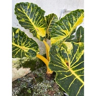 Alocasia new guinea gold keladi 916 🏆offer🎉🤩🤩BIG size