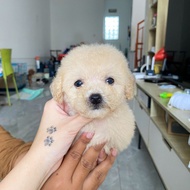 apricot poodle anjing/jual poodle