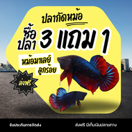 ปลากัดหม้อ หม้อมาเลย์ลูกร้อย ขนาด 1.1-1.6 กรัม ปลาหัวบ่อ ปลากัดเก่ง