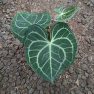 Anthurium clarinervium / tarantula