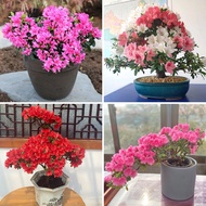 50pcs Mixed Rhododendron Seeds Japanese Azalea Bonsai Seedsplants, Rhododendron Azalea Bonsai Flower