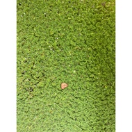 pokok air azolla,makanan ternakan (2plastik rm6)