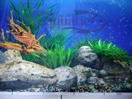 WALLPAPER BACKGROUND AQUARIUM MOTIF 9094 TINGGI 60 CM AQUASCAPE 60CM