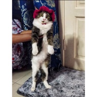 Cat hat/Crochet bucket cat hat/handmade cat hat