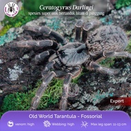CERATOGYRUS DARLINGI 1 cm TARANTULA
