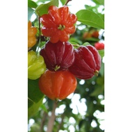 Eugenia Uniflora Plant - A Taste of Exotic Beauty for Your Garden