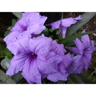 2 polybag Ruellia tinggi pokok hidup live plants