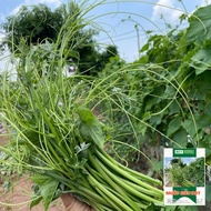 Bud-eating Luffa Seeds