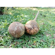 VILVAM FRUIT, BAEL FRUIT, DRY VILVAM FRUIT, DRY BAEL FRUIT, BILVA. [READY STOCK]