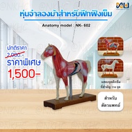 Anatomy model: NK- 602 หุ่นจำลองม้าสำหรับฝึกฝังเข็ม