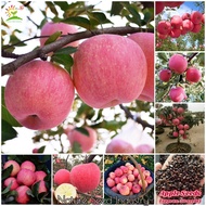 [Local Ready Stock] Apple Seeds for Planting (Approx. 50 seeds) | Fruit Tree Plant Fruit Seeds Bonsa