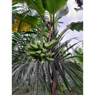 ank pokok pisang toman,relong ,raga,buluh,apam rm5 1pokok