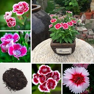 Ready Stock 150pcs Colorful Dianthus Flower Seeds Perennials Bonsai Planting Home Plants Garden Flower Benih Pokok Bunga