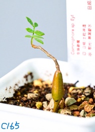 念珠橄欖　Commiphora sp. Eyl / 塊根植物 Caudex / 另售龜甲龍、索馬里葡萄甕