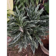 Aglonema Grey Hound(M)